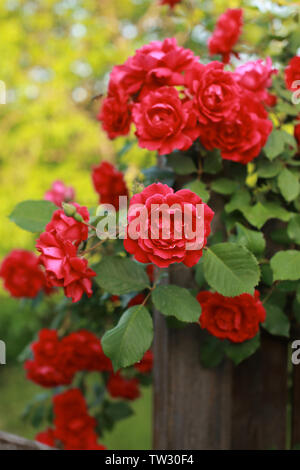 Belle floraison abondante rose rouge dans le jardin d'été en campagne. Banque D'Images