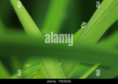 Une seule goutte d'eau sur un brin d'herbe verte Banque D'Images