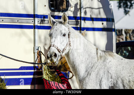 Chevaux espagnols en une rupture de la concurrence et de la consommation Banque D'Images