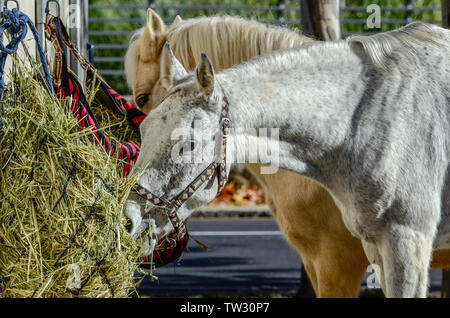 Chevaux espagnols en une rupture de la concurrence et de la consommation Banque D'Images