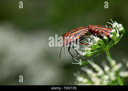 Deux bugs à rayures (Graphosoma lineatum, Pentatomidae) assis sur une fleur blanche Banque D'Images