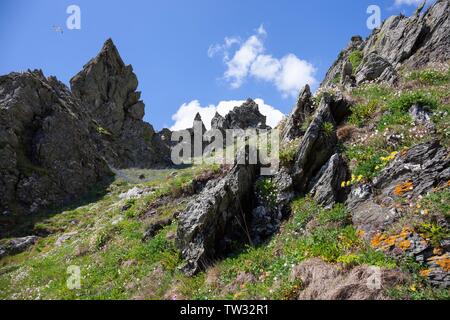 Fleurs sauvages sur la côte du Devon, Angleterre. Banque D'Images