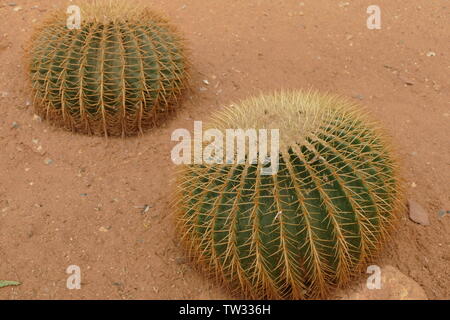 Golding Barrel Cactus Banque D'Images