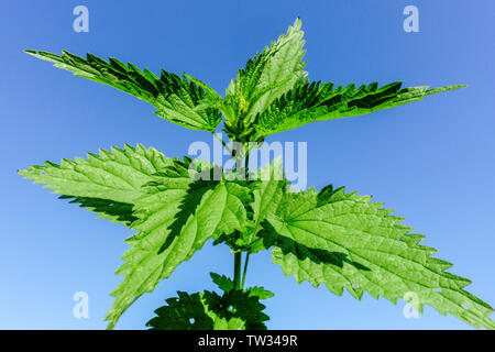 Piquant les feuilles d'ortie près de Urtica dioica Stinger Banque D'Images