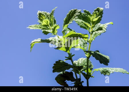 Melissa officinalis, feuilles de mélisse, menthe against a blue sky Banque D'Images