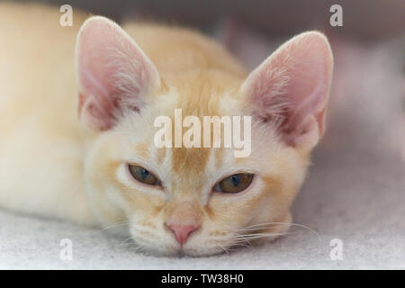 Les jeunes de race pure avec de la fourrure de chat birman beige couleur Banque D'Images