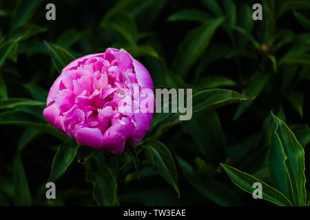 Concept Floral de pivoine pourpre gros plan sur un livre vert de feuilles dans le jardin. Vue de fleur en fleurs en été avec place pour votre texte. Vue de dessus sur Aglaop Banque D'Images