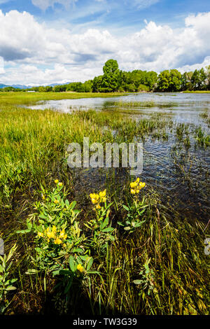 Thermopsis rhombifolia ; Golden bannière, Fabaceae ; famille ; les fleurs sauvages en fleurs ; de plus en plus inondé de pâturage ranch ; South Arkansas River ; Vandaveer R Banque D'Images