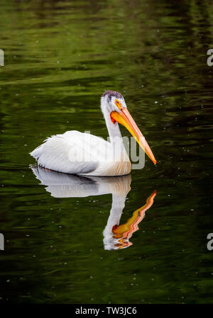 Pélican blanc la natation dans le lac des Sables bitumineux ; État de faune de Salida, Colorado, USA Banque D'Images