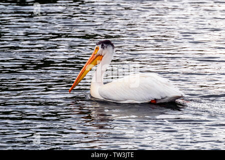 Pélican blanc la natation dans le lac des Sables bitumineux ; État de faune de Salida, Colorado, USA Banque D'Images