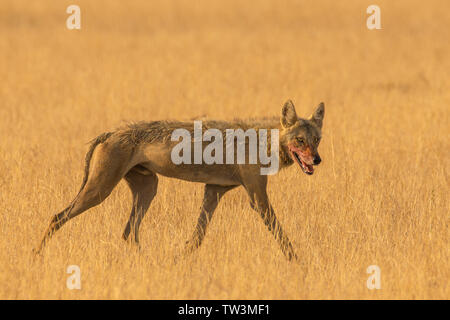 Indian wolf (Canis lupus pallipes) à Velavadar national park, Gujarat, Inde Banque D'Images