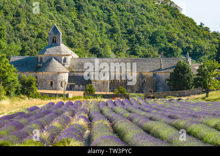 Abbaye de Sénanque et champ de lavande en fleurs, France Banque D'Images