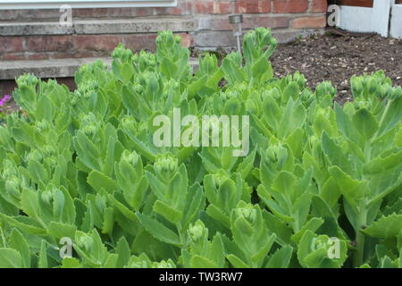 Close up de plusieurs fleurs vert dans un jardin sur un jour nuageux Banque D'Images