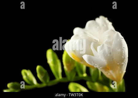 Succursale de belles fleurs de freesia blanc sur fond noir, gros plan Banque D'Images