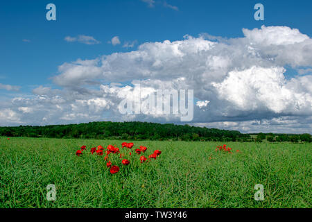 Une grappe de coquelicots rouge vif se détachent sur le fond de la riche verdure de l'Oxfordshire. Banque D'Images