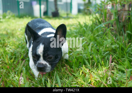 Cute pug. Banque D'Images