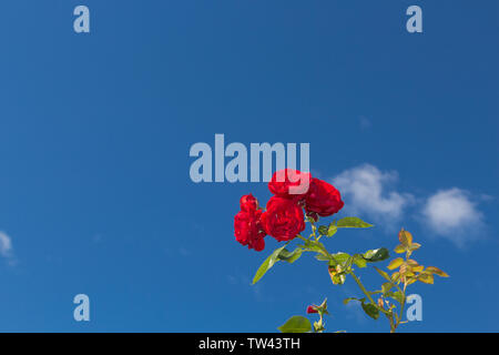 Roses rouges contre un ciel bleu avec quelques nuages blancs Banque D'Images