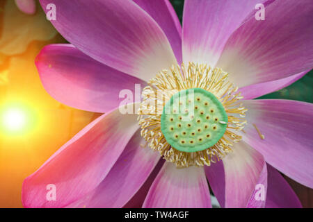 La photographie à Wendeng dans les eaux de fleurs Weihai, province de Shandong. Personne n'a la photographie de la nature de la couleur. Magnifiques tulipes sous l'eau. À l'extérieur. Paysage d'été paysage lumière lacs et confortable. météo pétales art. Lumineux feuilles Banque D'Images