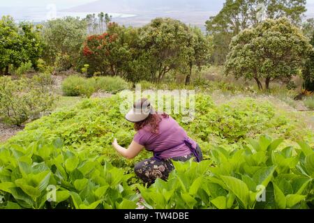 Un membre du personnel de donner une visite guidée autour de Kula Lavender Farm, Maui, Hawaii Banque D'Images