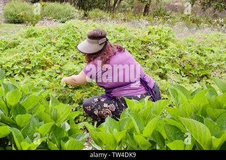 Un membre du personnel de donner une visite guidée autour de Kula Lavender Farm, Maui, Hawaii Banque D'Images
