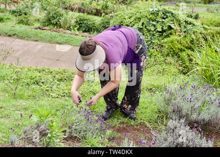 Un membre du personnel de donner une visite guidée autour de Kula Lavender Farm, Maui, Hawaii Banque D'Images