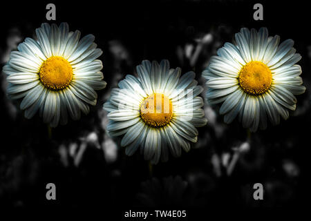 Tous les marguerites dans une rangée. Banque D'Images