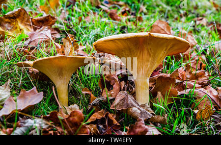 Close up of paire de champignons brun-jaune sur le sol forestier Banque D'Images