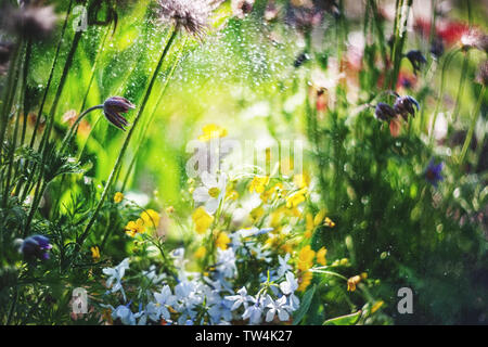 Fleurs sauvages de la prairie d'anémones dans la nature. Fond d'été naturel avec fleurs sauvages dans la prairie dans le soleil du matin close-up avec soft Banque D'Images