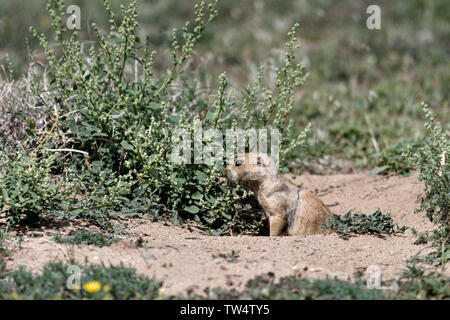 Un petit chien de prairie se dresse à l'entrée de la colonie s'enfouir dans la Rocky Mountain Arsenal National Wildlife Refuge à Commerce City, au Colorado. Banque D'Images