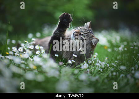 Cat bénéficie d'printemps dans le jardin. Chat outtdoor entre les fleurs. Banque D'Images