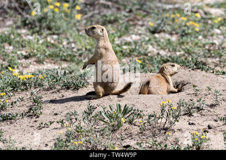 Les chiens de prairie à queue noire à l'affût à l'entrée de la colonie s'enfouir dans la Rocky Mountain Arsenal National Wildlife Refuge à Commerce City, au Colorado. Banque D'Images
