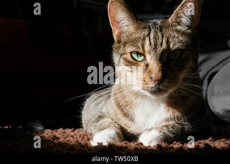 Chat tigré couché dans sphinx poser et à la recherche avec ses yeux bleu-vert directement à l'appareil photo, sur fond sombre, en veilleuses Banque D'Images