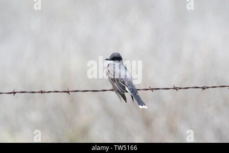 Tyran tritri (Tyrannus tyrannus) Perché sur une barrière de barbelé dans l'est du Colorado Banque D'Images