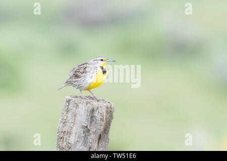 Sturnelle de l'Ouest (Sturnella neglecta) Perché sur un post en bois dans le nord du Colorado Banque D'Images