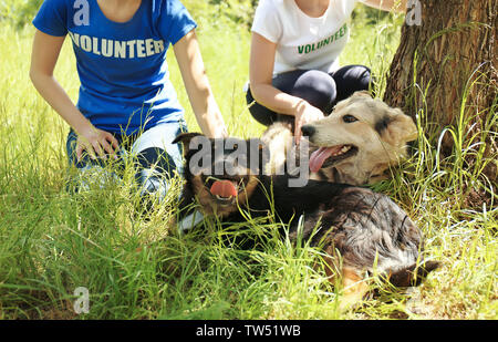 Femmes bénévoles assis sur l'herbe et de flatter les chiens sans-abri d'un abri Banque D'Images