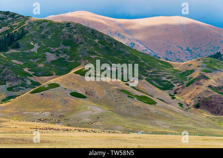 Des moutons paissant dans les pâturages en Mt. (Tianshan Heavenly Mountain), Yining (Ghulja), la Province du Xinjiang, Chine Banque D'Images