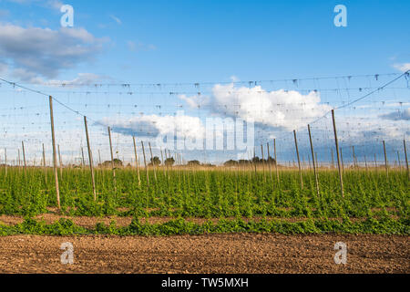 Le houblon qui poussent sur des treillis dans un champ pour l'utilisation dans l'industrie brassicole dans la Willamette Valley Oregon Banque D'Images