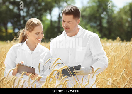 Deux agronomes avec tablet et presse-papiers dans le champ de blé Banque D'Images