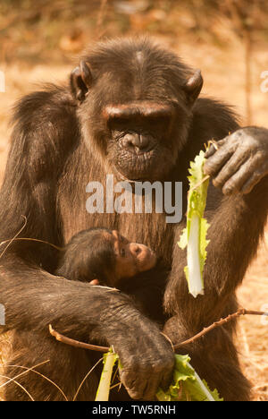 Nourrir bébé chimpanzé avec feuille Banque D'Images