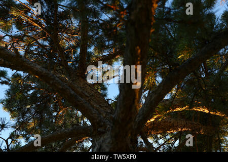 Un contraste élevé scotch brun foncé chêne Banque D'Images