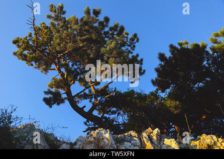 Sur le sapin Scotch mur rocheux en Croatie, en vue d'été Banque D'Images