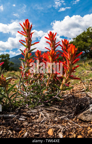 La commune de fleurs sauvages ; indian paintbrush Castilleja ; Double arc-en-ciel sentier près de Salida, Colorado, USA Banque D'Images