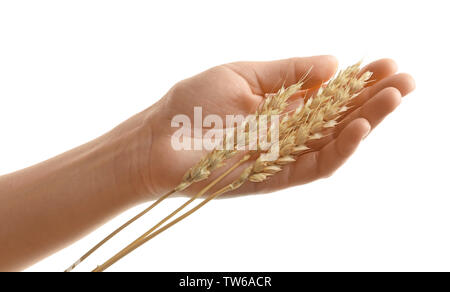 Woman's hand touching wheat sur fond blanc Banque D'Images