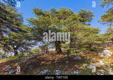 Arbres d'Al Shouf Cedar Barouk Réserve Naturelle du Mont Liban Moyen Orient Banque D'Images