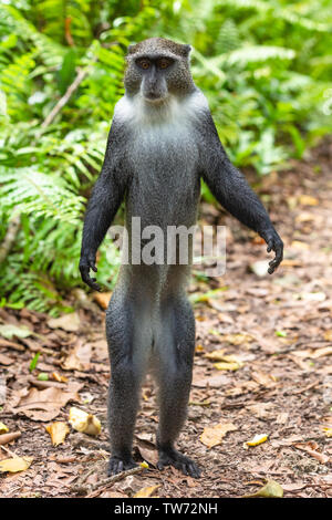 Singe Sykes bleu de la forêt de Jozani à Unguja aka l'île de Zanzibar Tanzanie Afrique de l'Est Banque D'Images