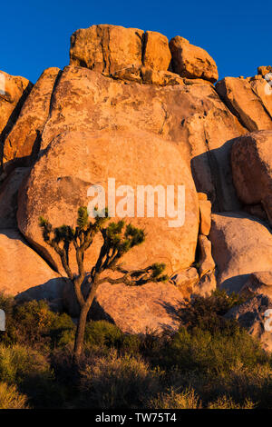 Énormes rochers glow orange dans le soleil couchant à Joshua Tree National Park, Californie Banque D'Images