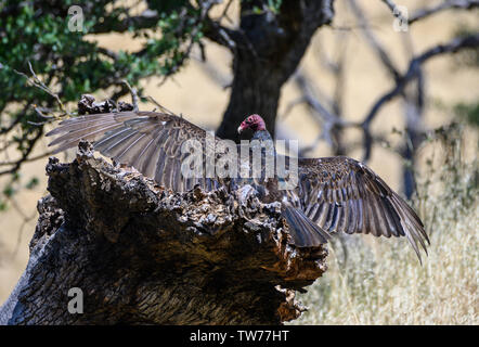 Un Urubu à tête rouge (Cathartes aura)) bien sécher ses ailes. Californie, USA. Banque D'Images