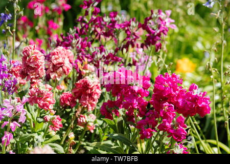 Matthiola incana, connu comme le stock, est une espèce de plantes du genre Matthiola. Banque D'Images