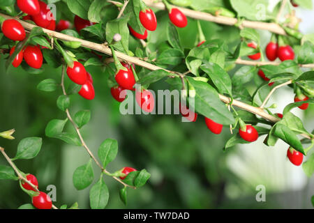 Venu de goji sur bush, gros plan Banque D'Images