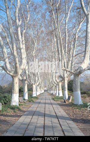 Le paysage ensoleillé de Ming Xiaoling Shichi Road à Nanjing, brille le matin de l'hiver au chaud soleil. Banque D'Images